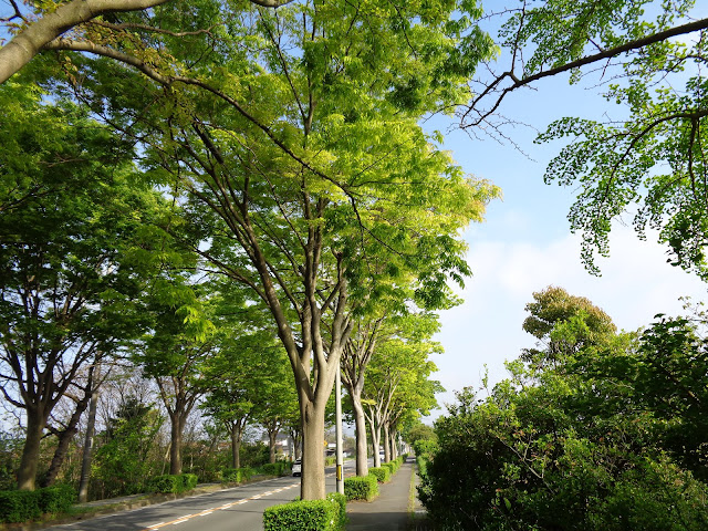 内浜産業道路のケヤキの街路樹