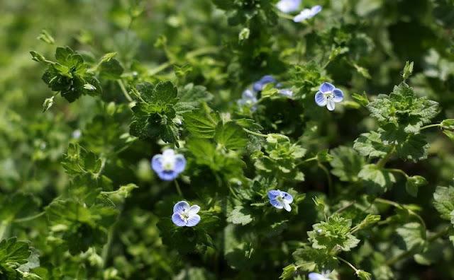 Veronica Persica Flowers Pictures