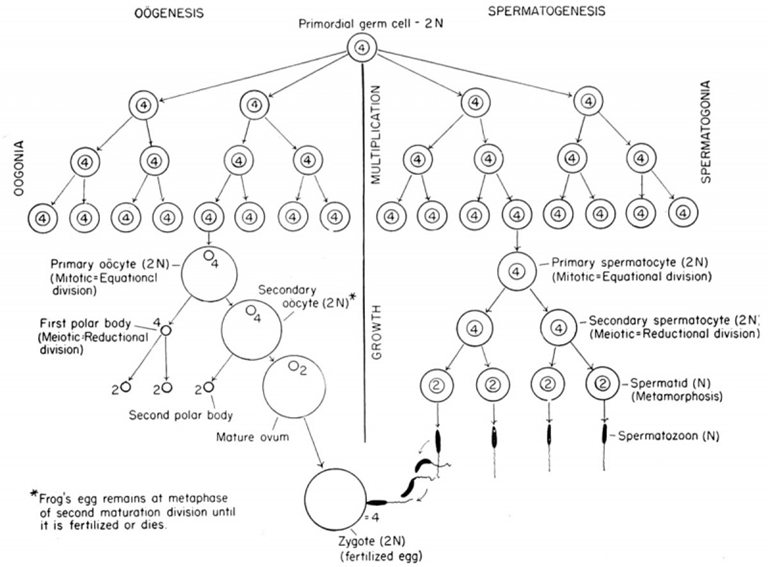 Gametogénesis de los anfibios. El proceso de maduración de ovocitos y espermatozoides. Dibujos esquematizados. Se muestra la división post-reduccional. En muchas formas, la primera división es reduccional y la segunda es ecuacional. El resultado final es el gameto haploide, en cualquier caso.