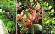 Plant Condition Rating: 4.00 . The ferns, flowering plants and many foliage .