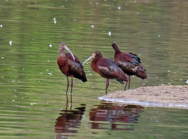 White-faced Ibis