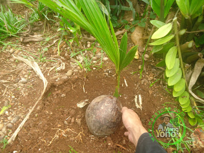 FOTO 3 :  Letakan bibit Kopyor ditengah lubang galian