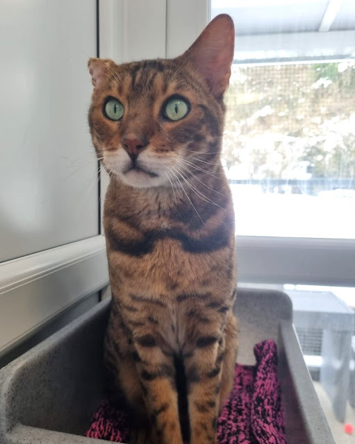 Couple of Bengal cats at Yorkshire rescue need adopting