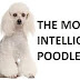 Poodle's General appearance