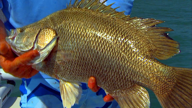 Tripletail