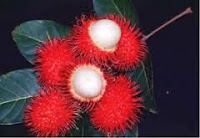 Rambutan Can Improve Male Sperm Quality