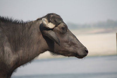 Holy Cow, Varanasi, India.