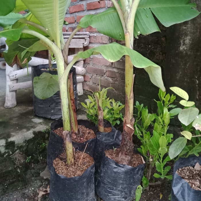 Pisang Susu jakarta