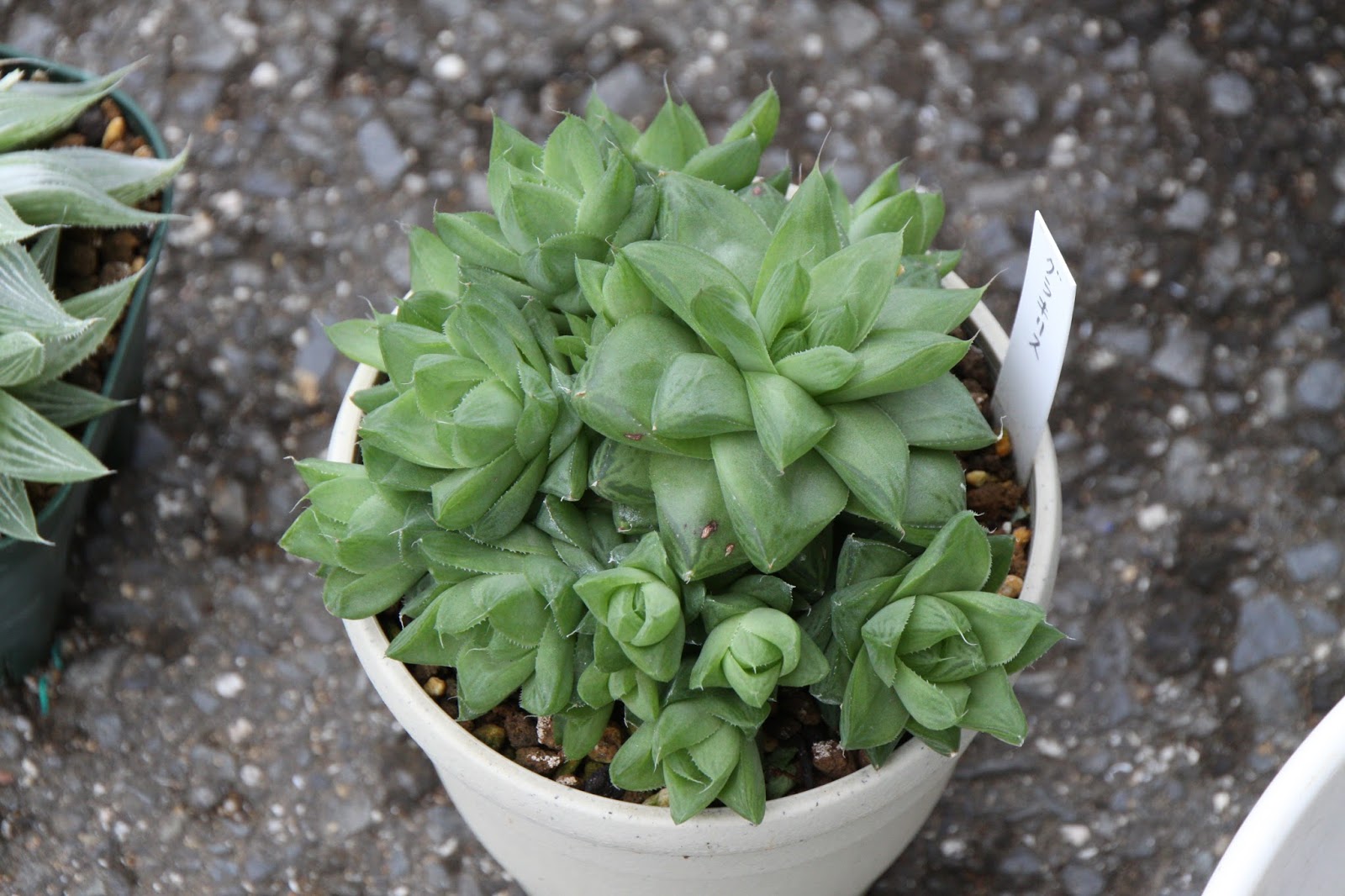 たにくのたのしいく ハオルチアの株分け植替えしました