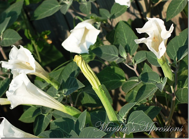 moon plants