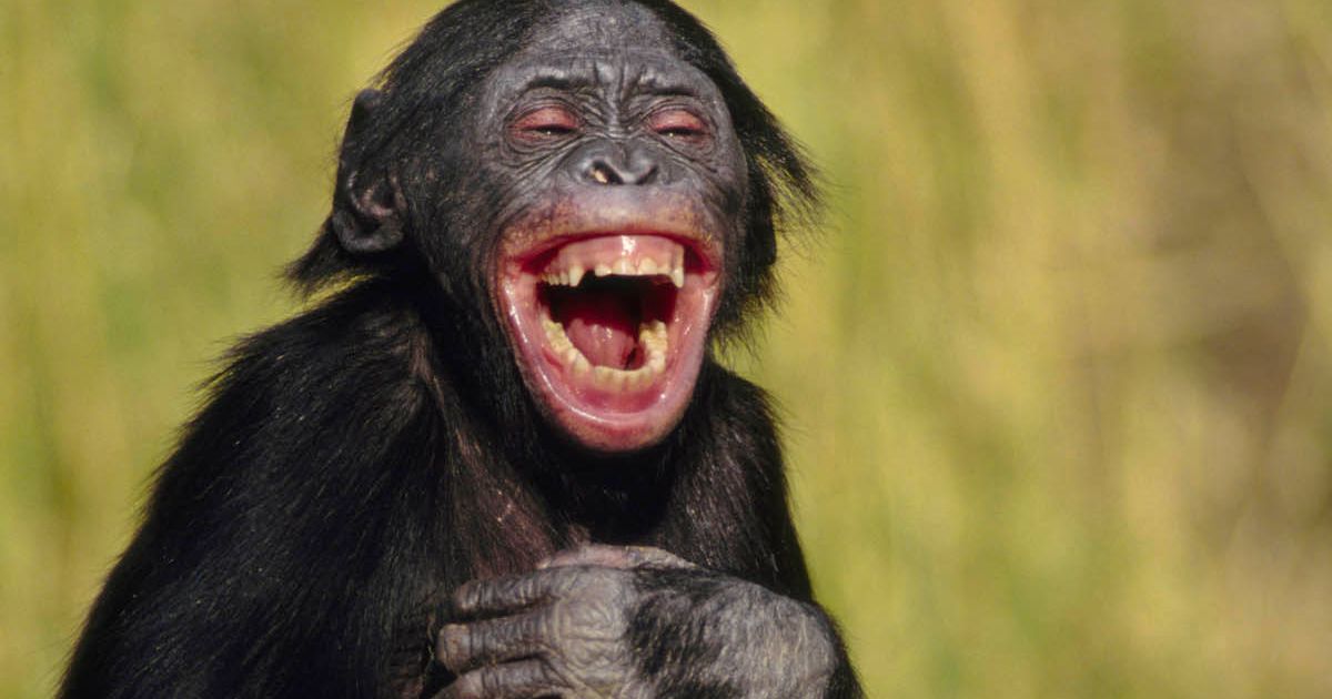 Gambar Monyet Lucu Gokil Kocak dijamin Ketawa!! - Gambar 