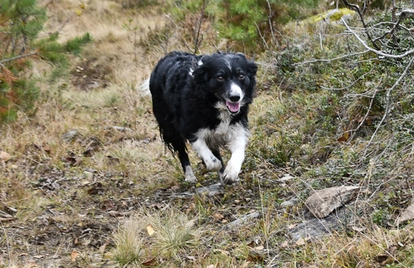 border collie