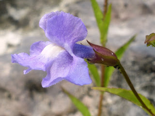 Mimule à fleurs entrouvertes - Mimulus ringens - Mimule ringent