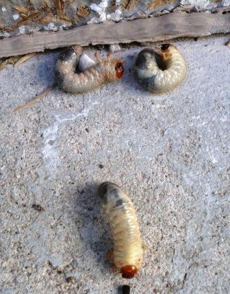 Xtremehorticulture of the Desert: Grubs in Container of Garden Soil Killing  Plants