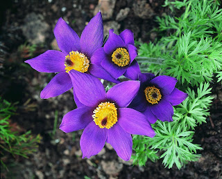 পালসেটিলা (Pulsatilla) [ উইন্ড ফ্লাওয়ার নামক গাছড়া ] 