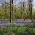 English Bluebell Beauties