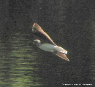 Solitary Sandpiper