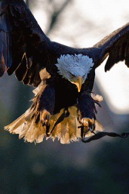 Photo of an eagle landing