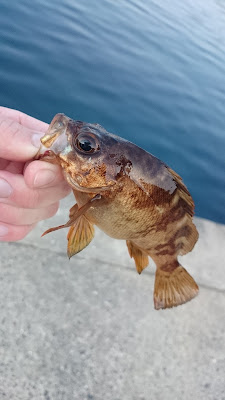 衣奈チビメバル