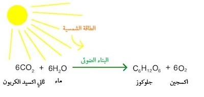 البناء الضوئي