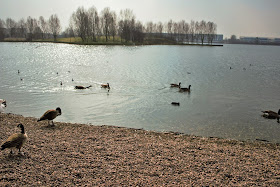 Ducks on the Lake