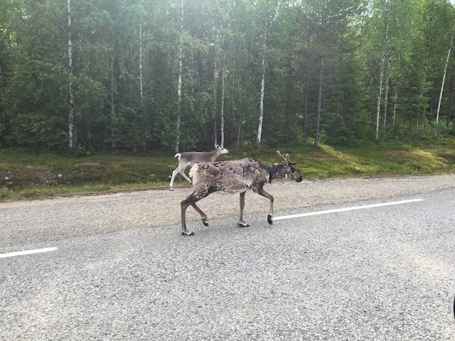 The Great Finnish Road Trip, road trip Finland, Visit Finland, Reindeer Finland, reindeer spotting, 