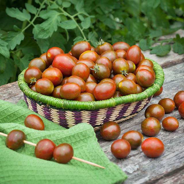 Cà chua bi socola và 9 công dụng với sức khỏe bạn cần biết