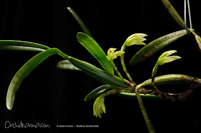 Maxillaria friedrichsthalii - Friedrichsthal's Maxillaria care