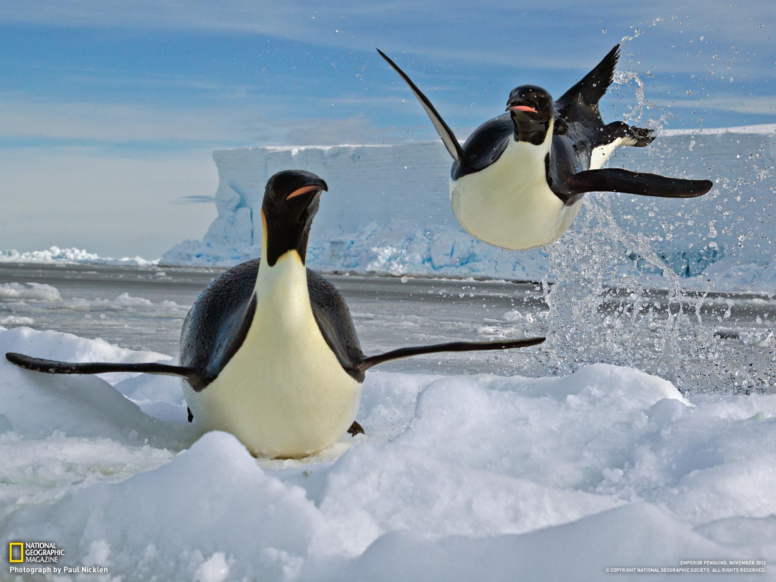 Emperor Penguins Making Love