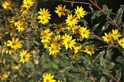 Helianthus occidentalis (Few-leaf Sunflower)