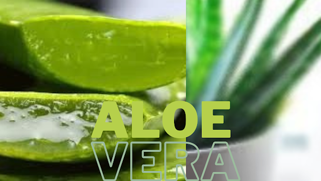 6 Benefits of Aloe  Vera for Face and  Skin...