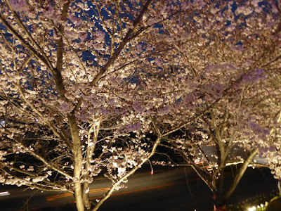 打上川治水緑地 桜のライトアップ（大阪府寝屋川市）