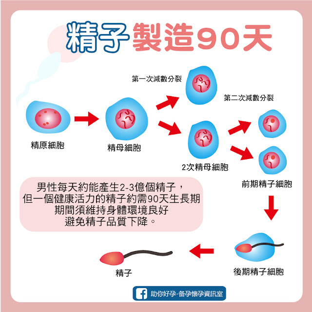 養精90天 備孕男性調理時間