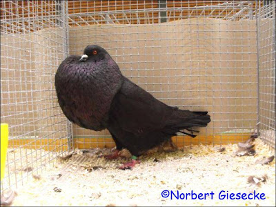 Hessian Pouter Pigeon