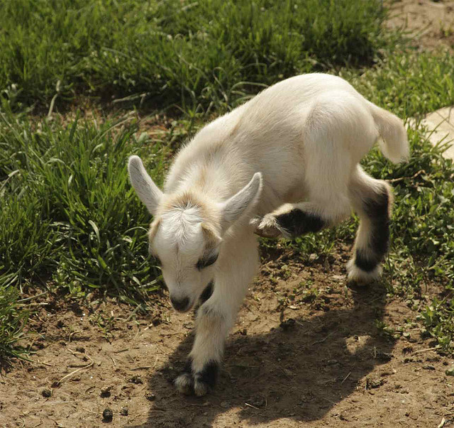 photos of baby animals