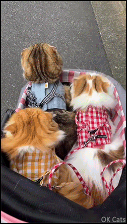Amazing Cat GIF • When your cats are your babies. Cute cat family trip [ok-cats.com]