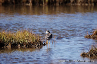 Greater Yellowlegs