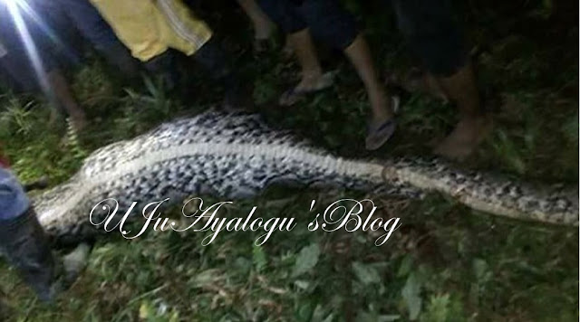 Missing Indonesian farmer found dead in python