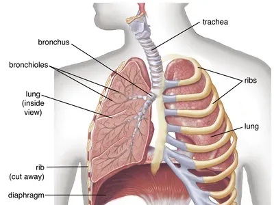 Cordyceps & Respiratory System