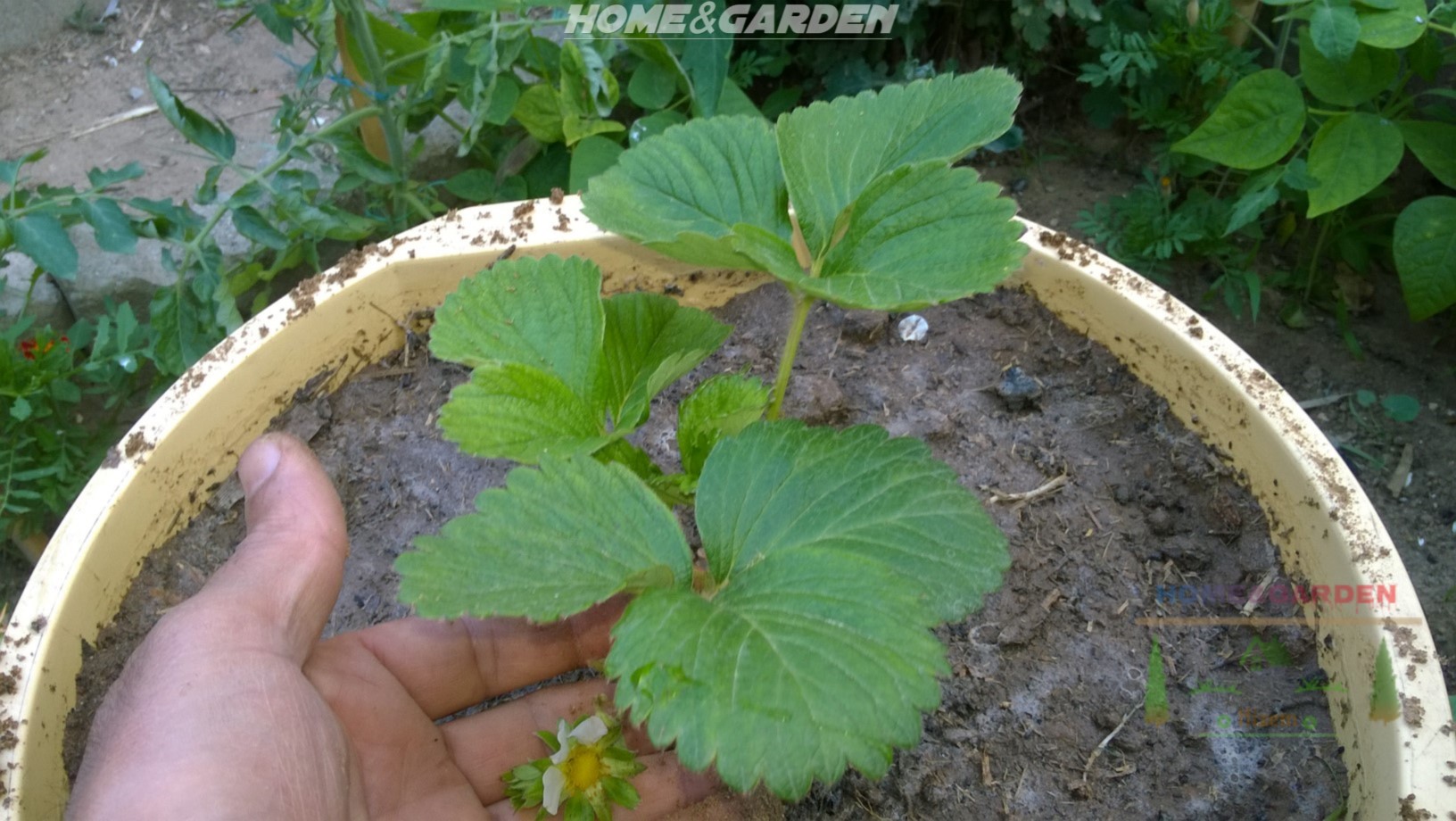 Plant the strawberry plant so the crown is just above the soil surface. Then, cover up to the crown with the soil, add more soil, as needed, after water very well.