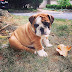 English Bulldog Puppy