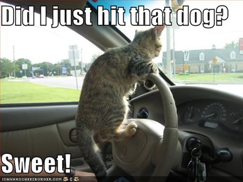  Images Funny on Funny Animals  Funny Cats And Dogs