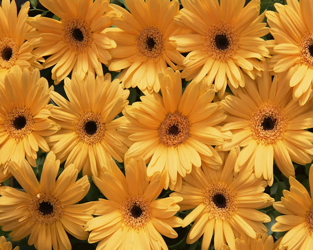 Beautiful Yellow Flowers Wallpapers