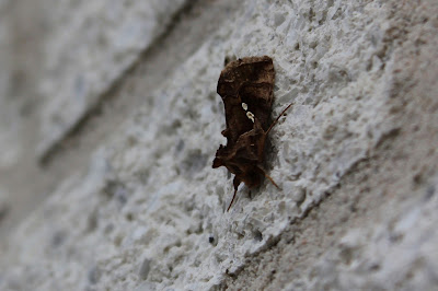 Jota-Uil - - Autographa jota