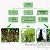 Mengenal Kingdom Plantae (Tumbuhan)