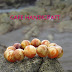 Gelang PINUS PINE CYPRESS Grad A 16 mm By Cafe Handycraft 