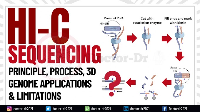Hi-C Sequencing Explained | 3D Genome Structure, Process & Applications