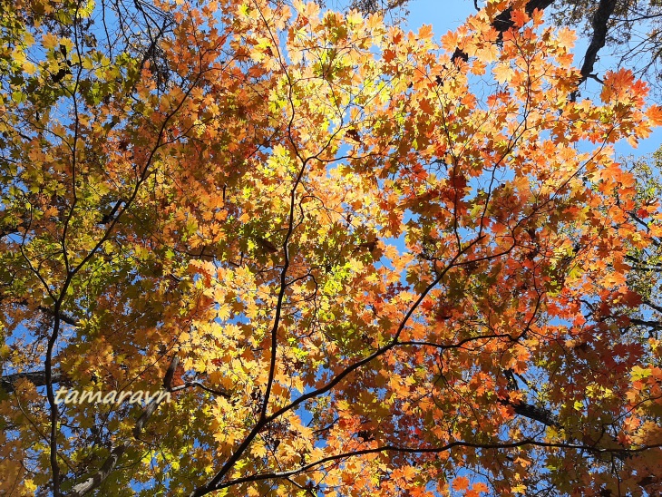 Клён ложнозибольдов (Acer pseudosieboldianum)