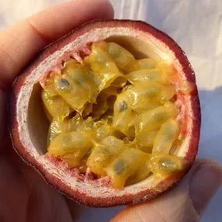 Kalau Anda ingin mencicipi betapa segar dan manisnya buah markisa hasil budidaya sendiri Gak Risau Lagi, Ini 8 Cara Semai Biji Markisa Supaya Cepat Tumbuh
