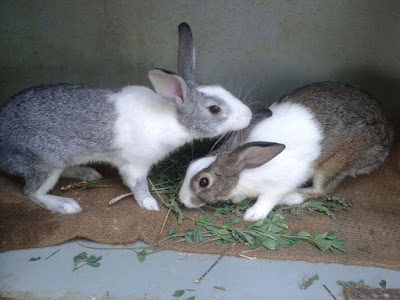 rabbit-couple-doing-love-pic
